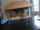 Fish Aquarium