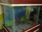 Fish Aquarium