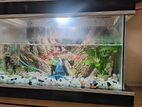 fish Aquarium