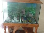 Fish Aquarium