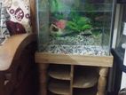 Fish Aquarium