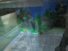Fish Aquarium
