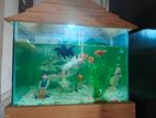 Fish Aquarium