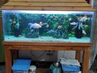 Fish Aquarium with