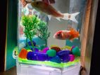 Fish aquarium