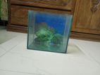 Fish Aquarium