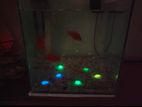 Fish Aquarium