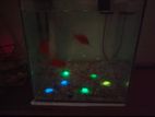 Fish Aquarium