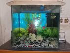 Fish Aquarium
