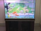Fish Aquarium