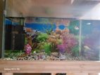 Fish Aquarium