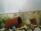 Fish Aquarium For Sell