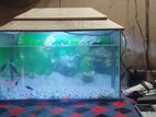 Fish Aquarium Sell