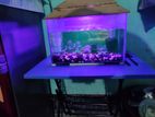 Fish aquarium tank