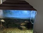 Fish Aquarium with stand rack
