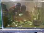 fish ,aquarium,aquarium er stan sell kora hobe.