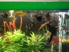 Fish aquriam full set up for sell