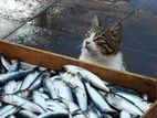 Fish For Cat