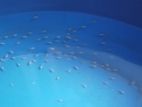 Aquarium sell with fish