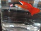 Fish For Sale