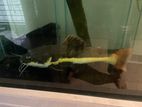 Fish For Sale!