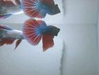 Betta fish red 1 pair