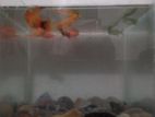 Fish for sell