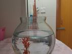 Fish Glass Bowl Jar | মাছ রাখার কাচের পাত্র