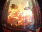 Fish light