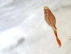 Fish Red Mosk