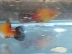 Fish Sell