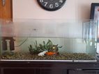 fish tank 3.5ft/ 1.5ft