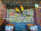 Fisher love bird pair with Dna & china cage