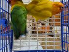 Fisher lovebird Pair