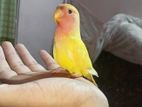 Fisher Lovebirds fir sale