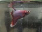 Fighter Betta Fish