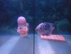 Flower horn breeding pair.