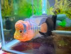 Flower horn fish for sell