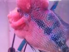 Flowerhorn & other monster fish