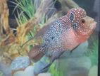 Flowerhorn Fish For Sale