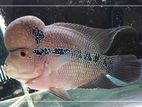 Flowerhorn Fish