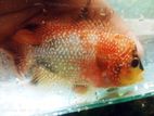 Flowerhorn Fish