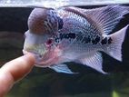 Flowerhorn fish