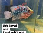 Flowerhorn fish