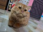 ⭐ Fluffy Golden Persian-type Cat For Sale