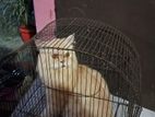 Fluffy Premium Persian Cat