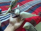 Flying Tamed Cockatiel