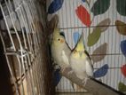 font cockatiel 1 pair with full setup