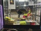 Food Cart