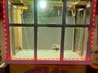 Food Curt For Sale